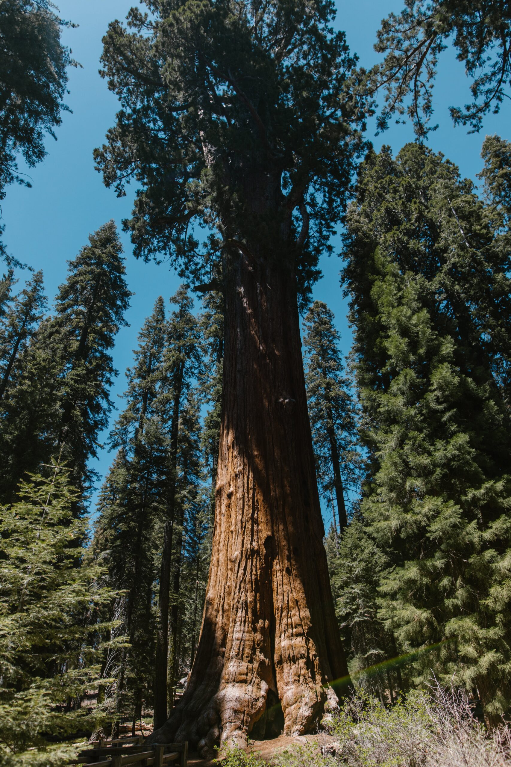 A photograph of a giant sequoia in a forest where the pine trees around it are dwarfed by its size.