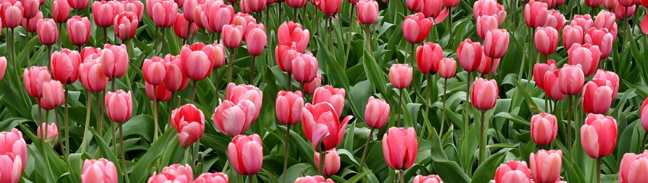 A field of pink tulips